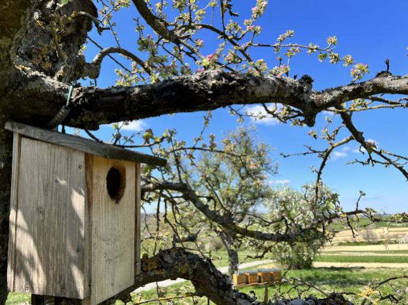 Bees